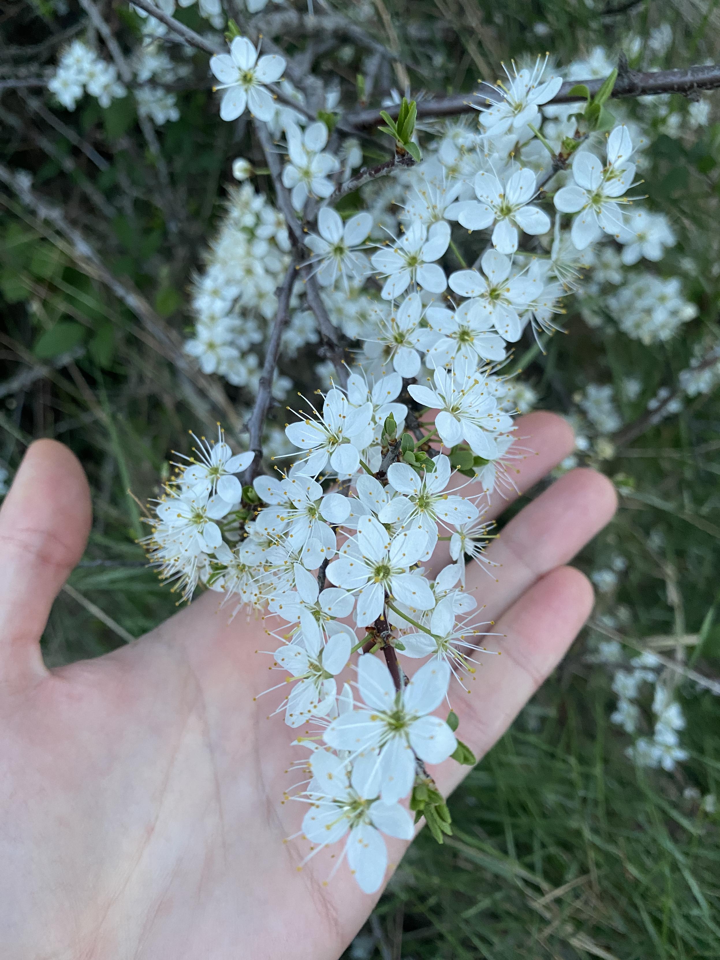 Una foto de l'aranyoner en flor
