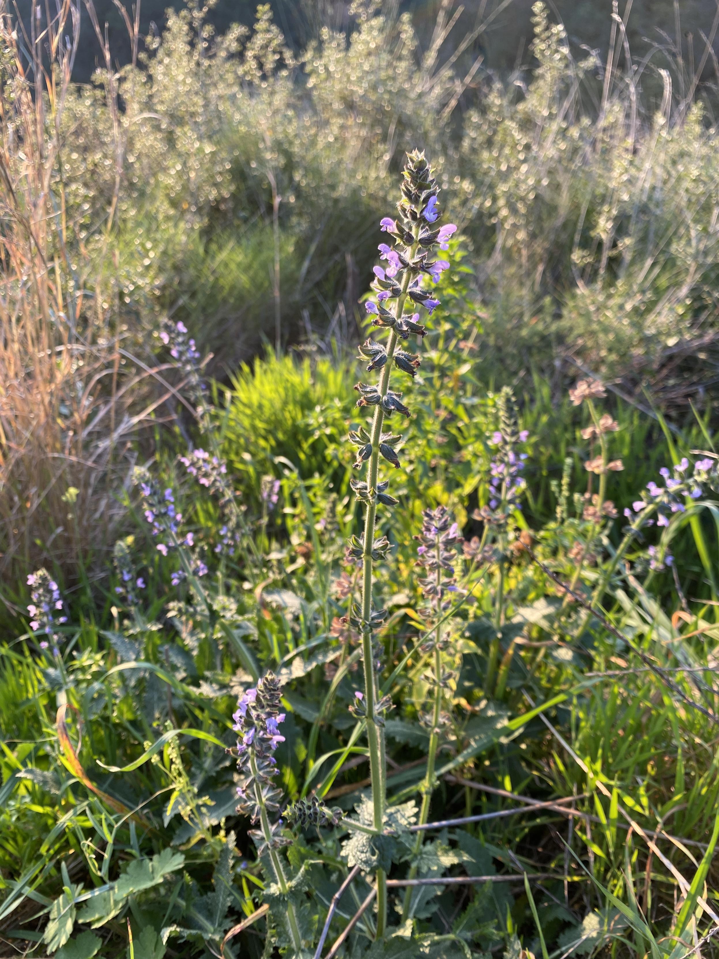 Una foto d'una planta de Tàrrec